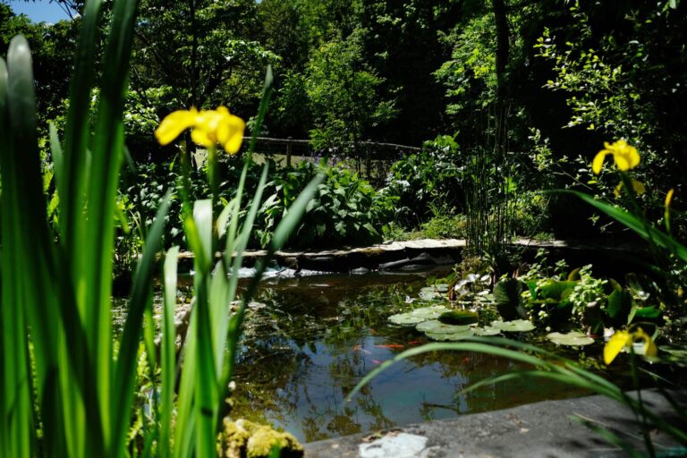Vijver in de grote Franse tuin. Met op de voorgrond bloemen en vissen in het water.