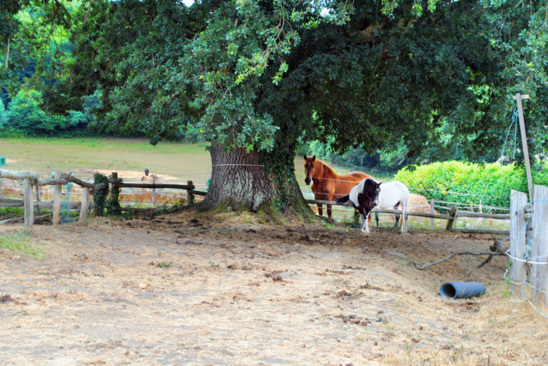 Weide met paarden in La Celle Dunoise
